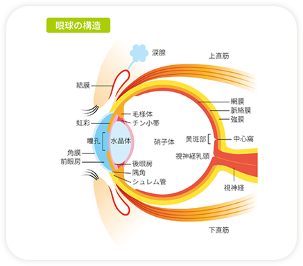 眼球の構造