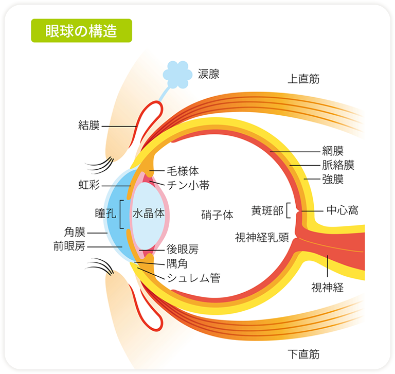 眼球の構造